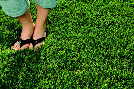 lawn grass supplier